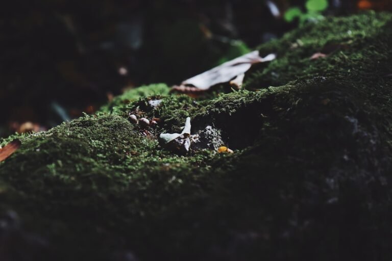 Weekend Micro-Adventures: Mental Refresh